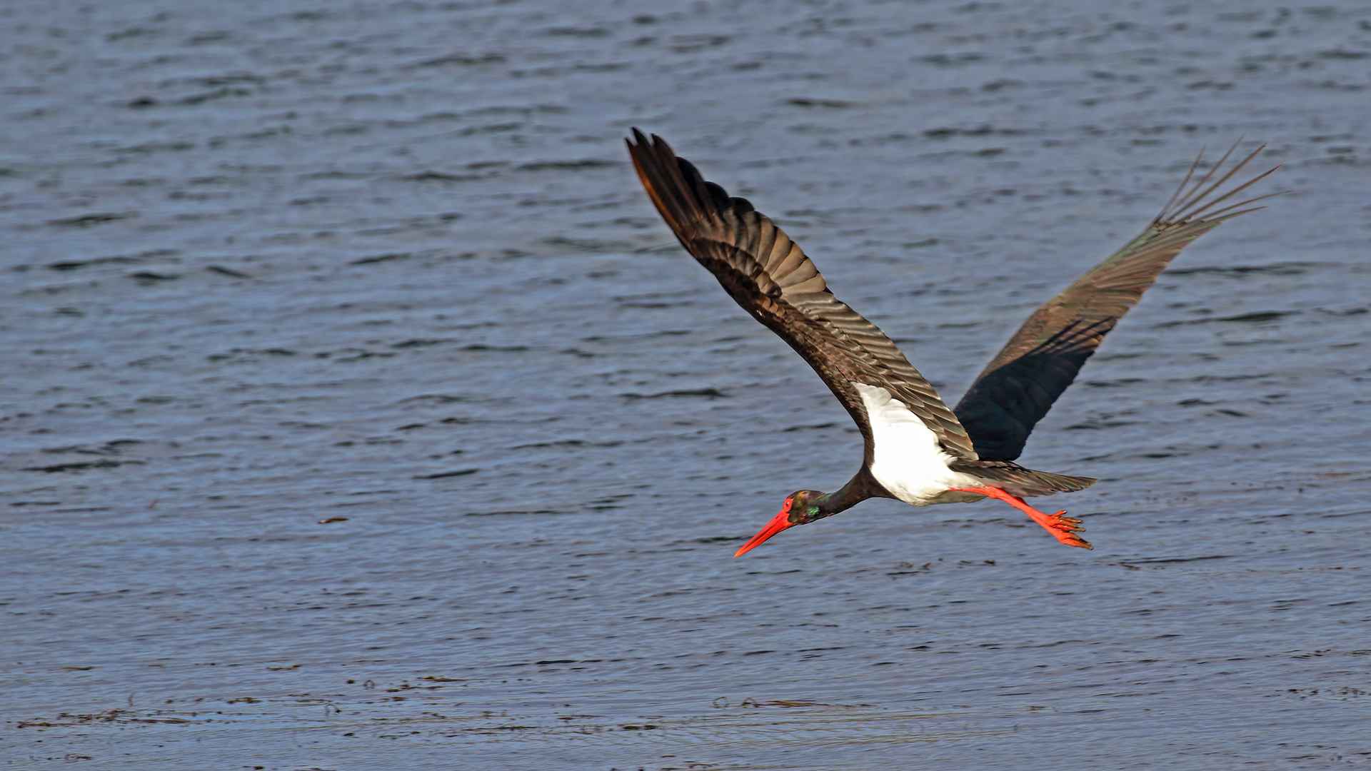Black Stork